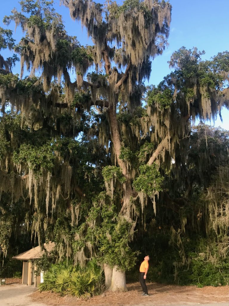 Grant checks out a 150-year-old oak draped in Spanish Moss