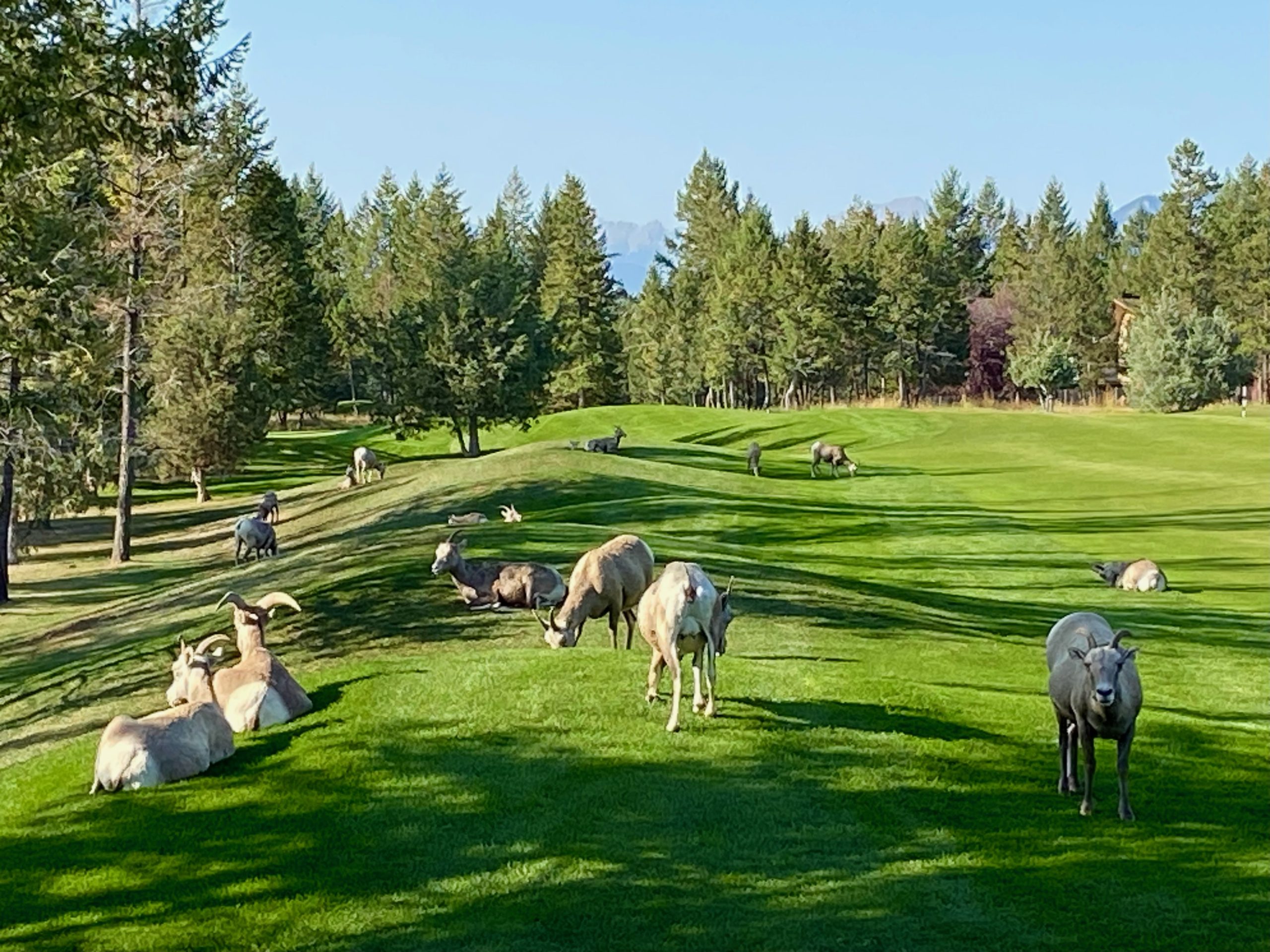 Don’t Mess with the Bighorn Sheep!