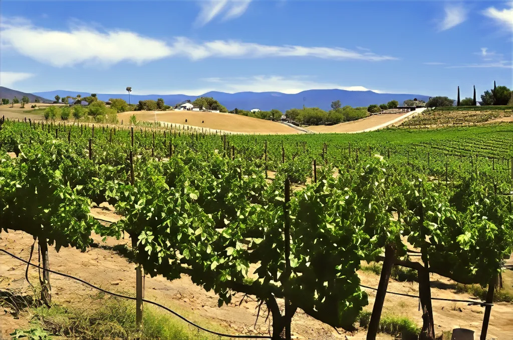 Temecula Valley Vineyards