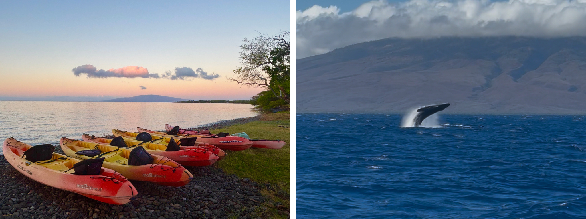 Paddle with a Pod of Humpback Whales