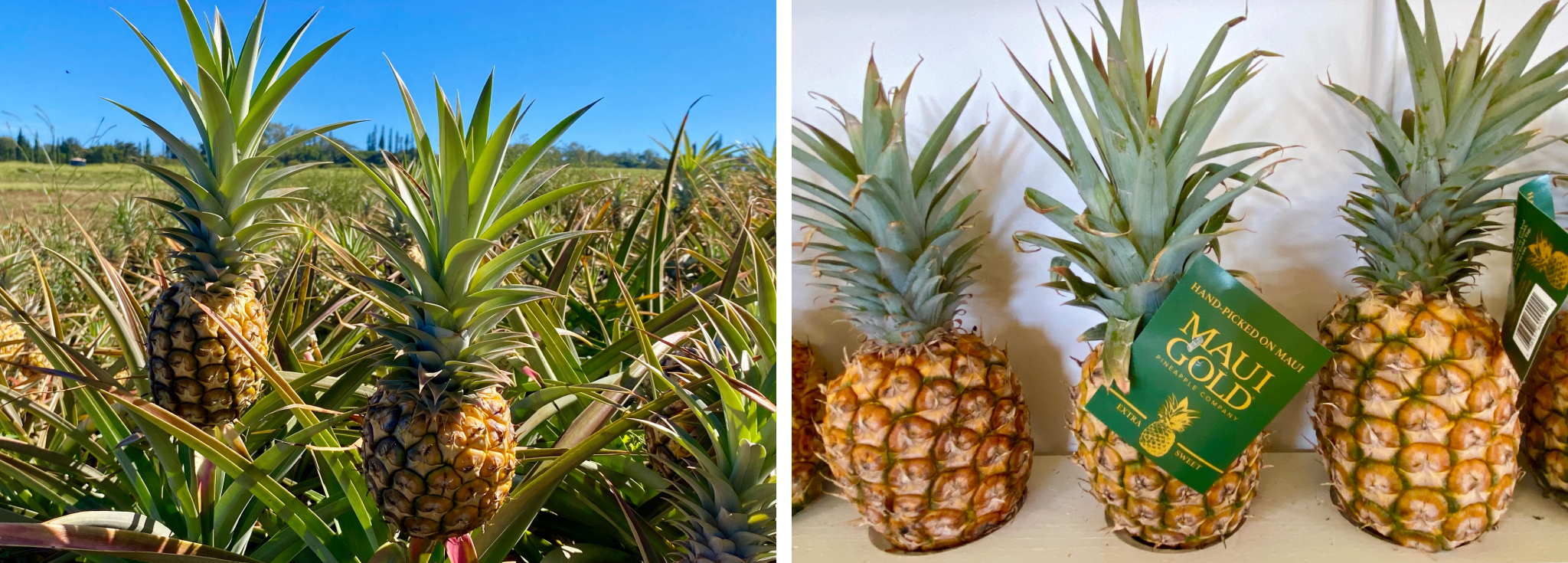 The award-winning Maui Gold Pineapple