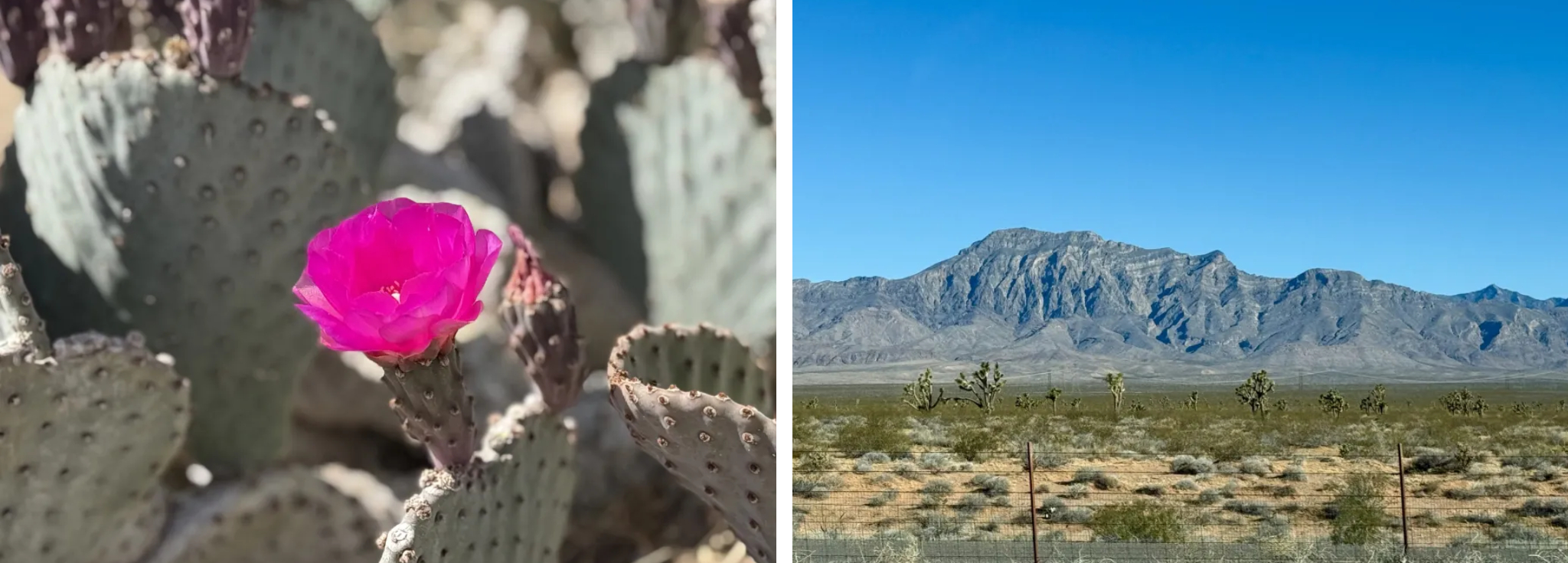The Beauty of the Mojave Desert